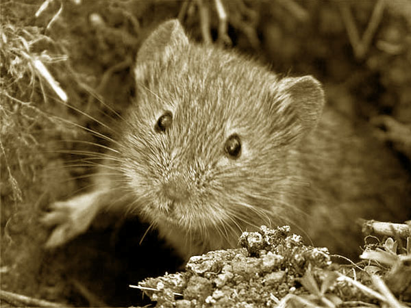 Click here for Magnification